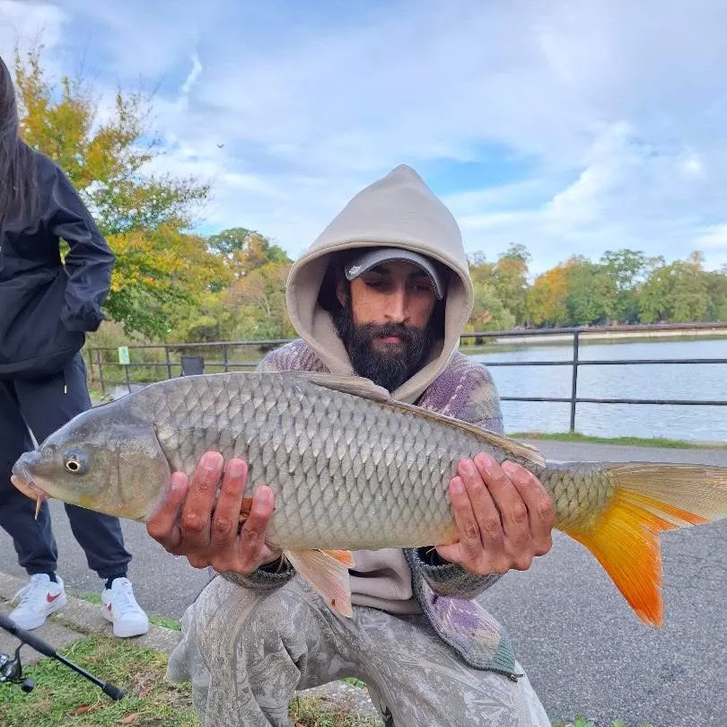 Common carp caught on Fishbrain
