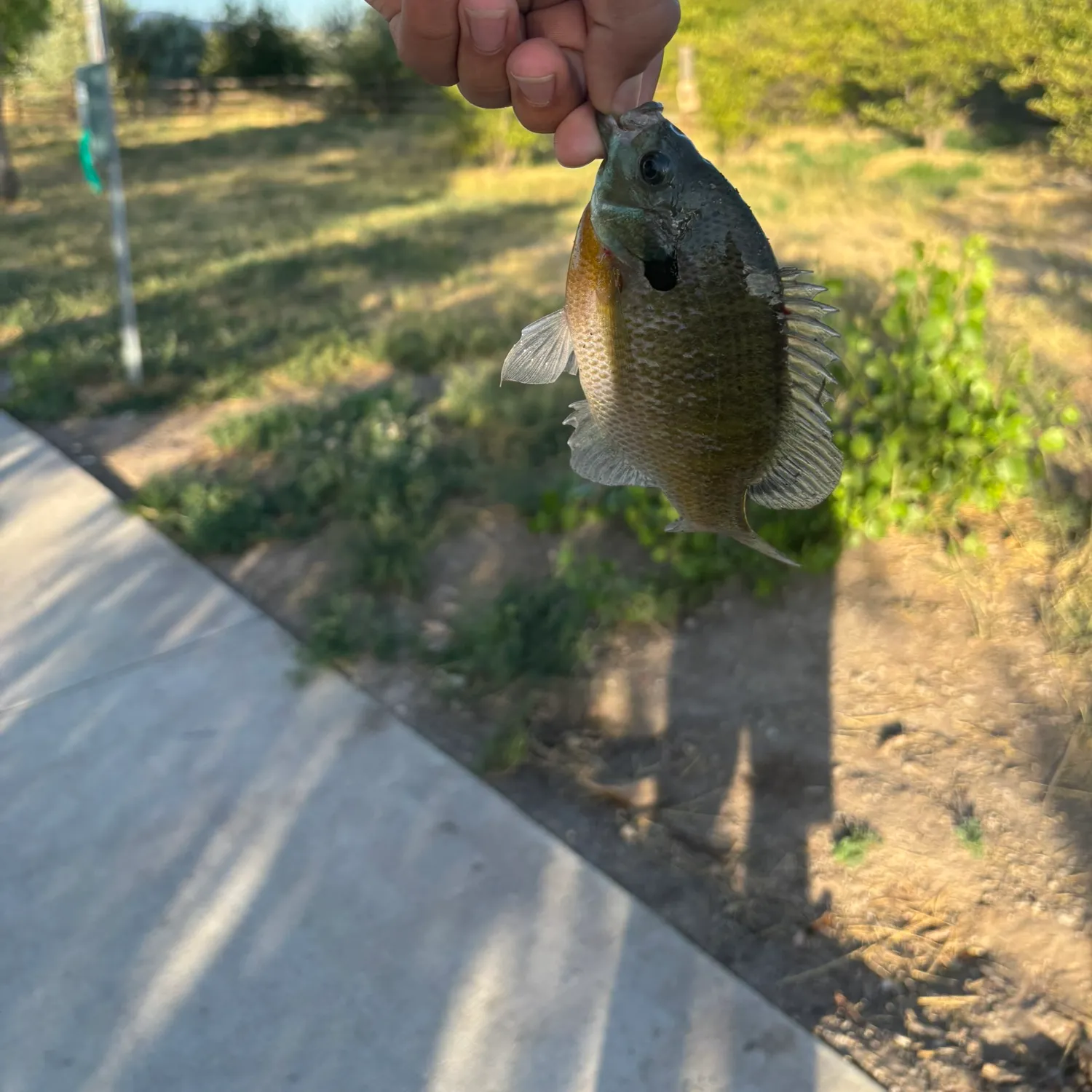 catch