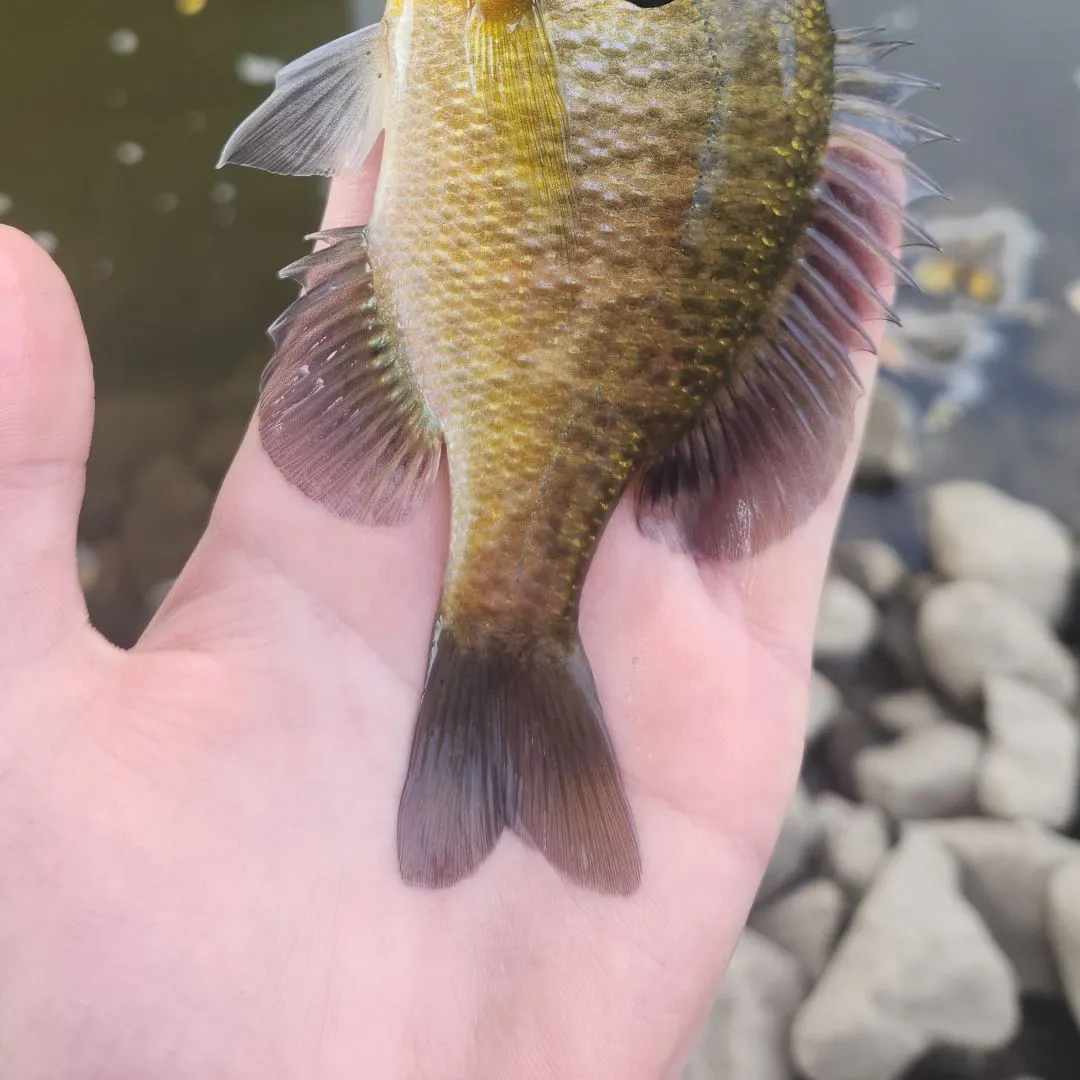 Bluegill caught on Fishbrain