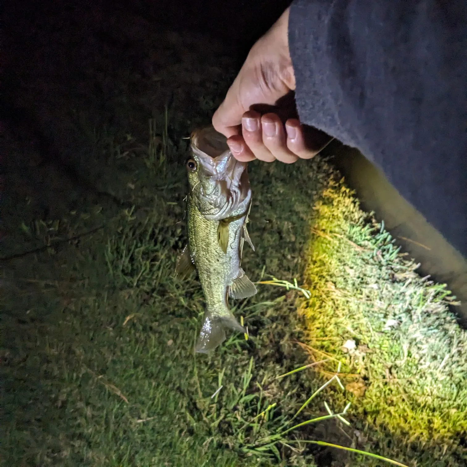 Spotted bass caught on Fishbrain