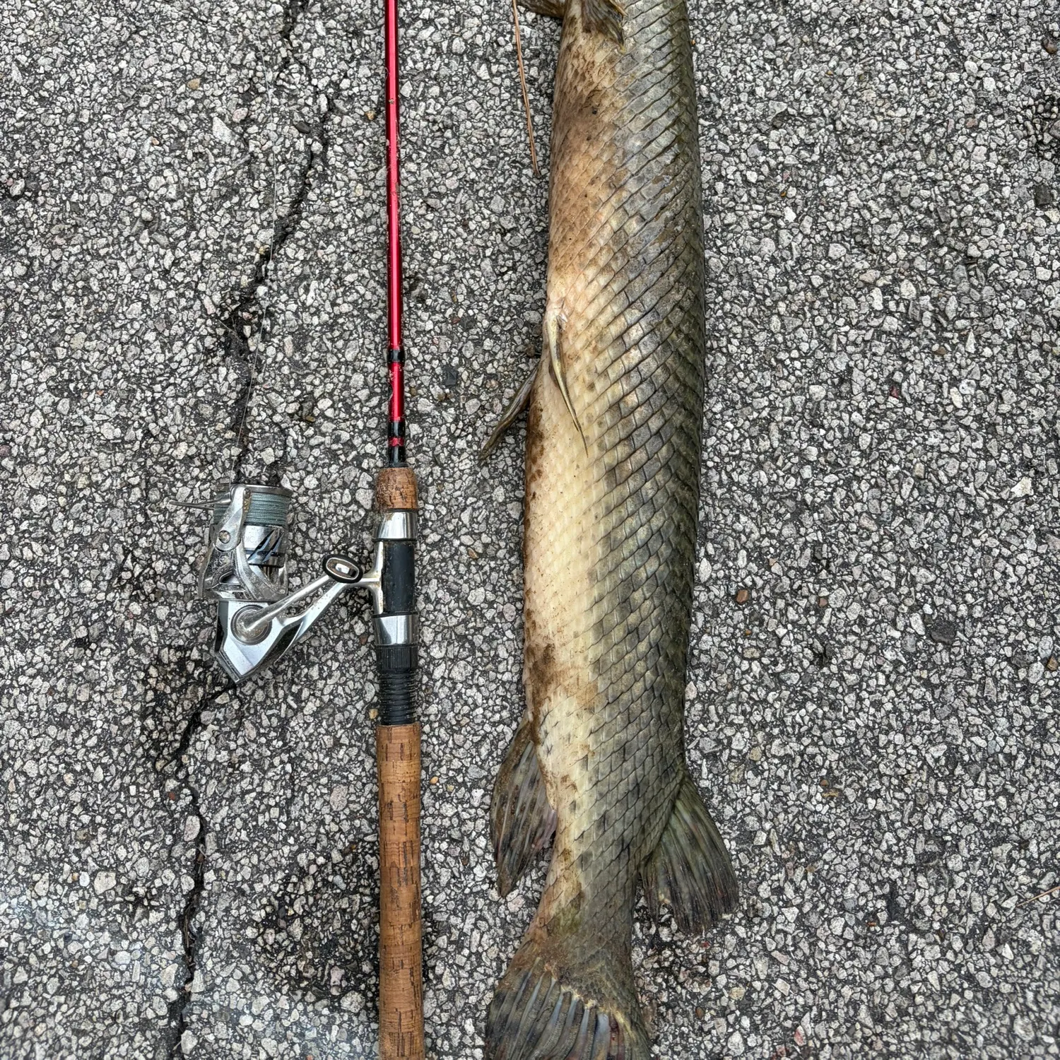 Spotted gar caught on Fishbrain