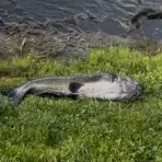 Fish caught on Fishbrain