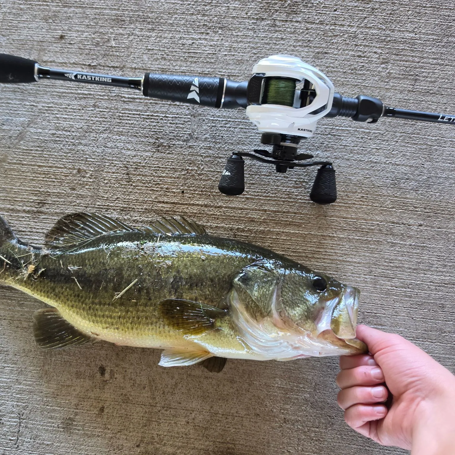 Largemouth bass caught on Fishbrain