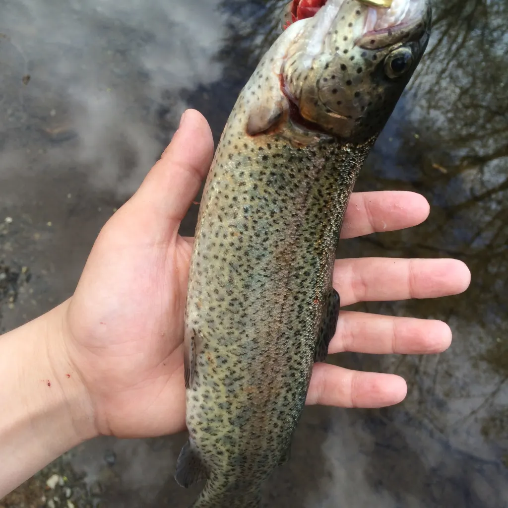 angler catch