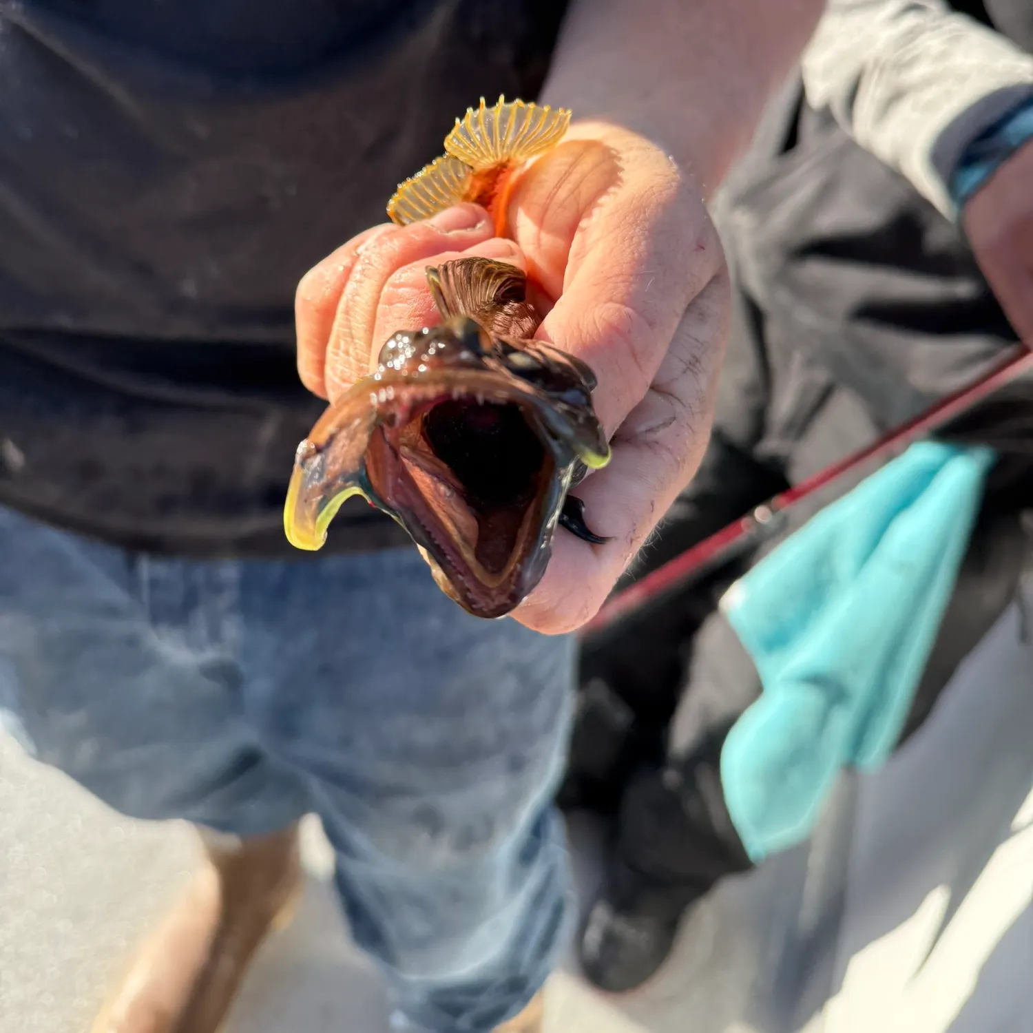The most recent Onespot fringehead catches on Fishbrain