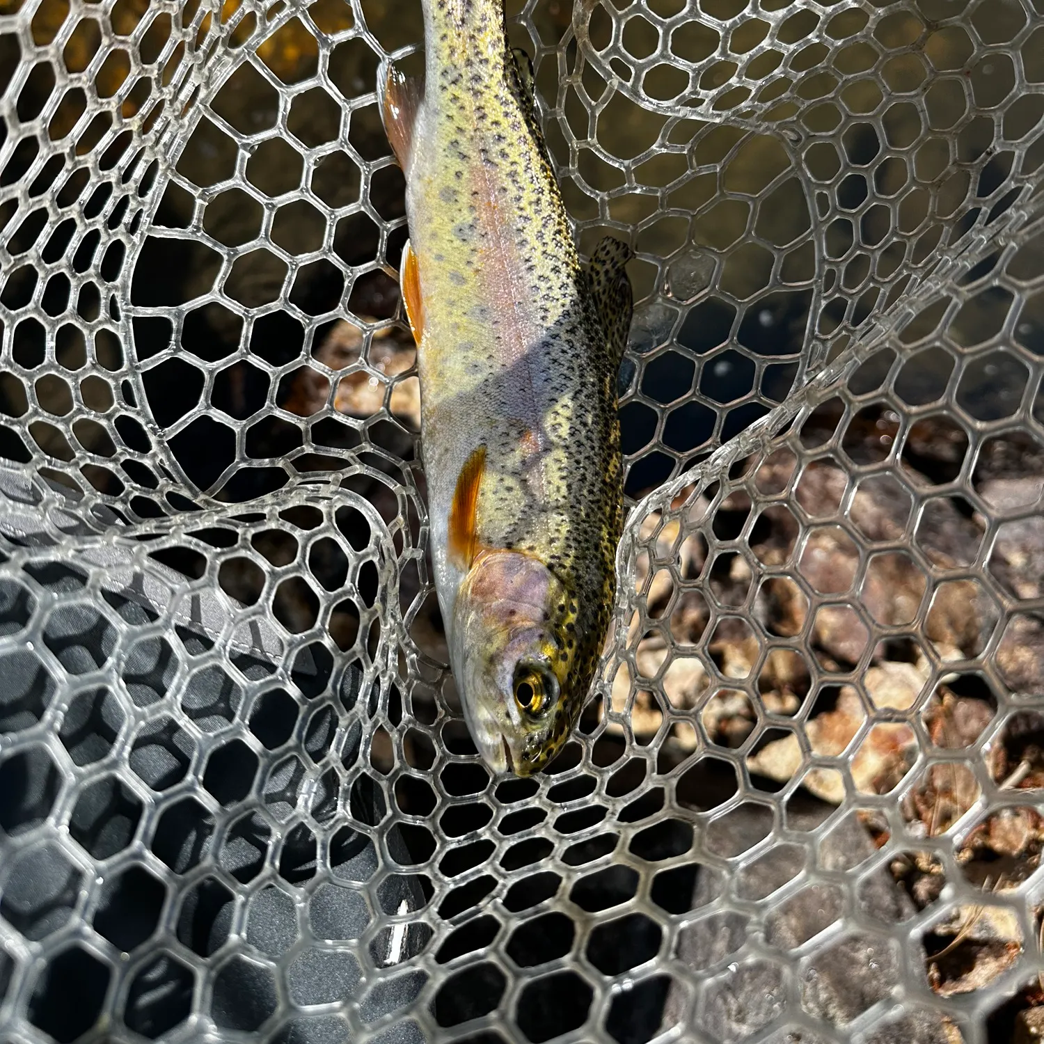 angler catch
