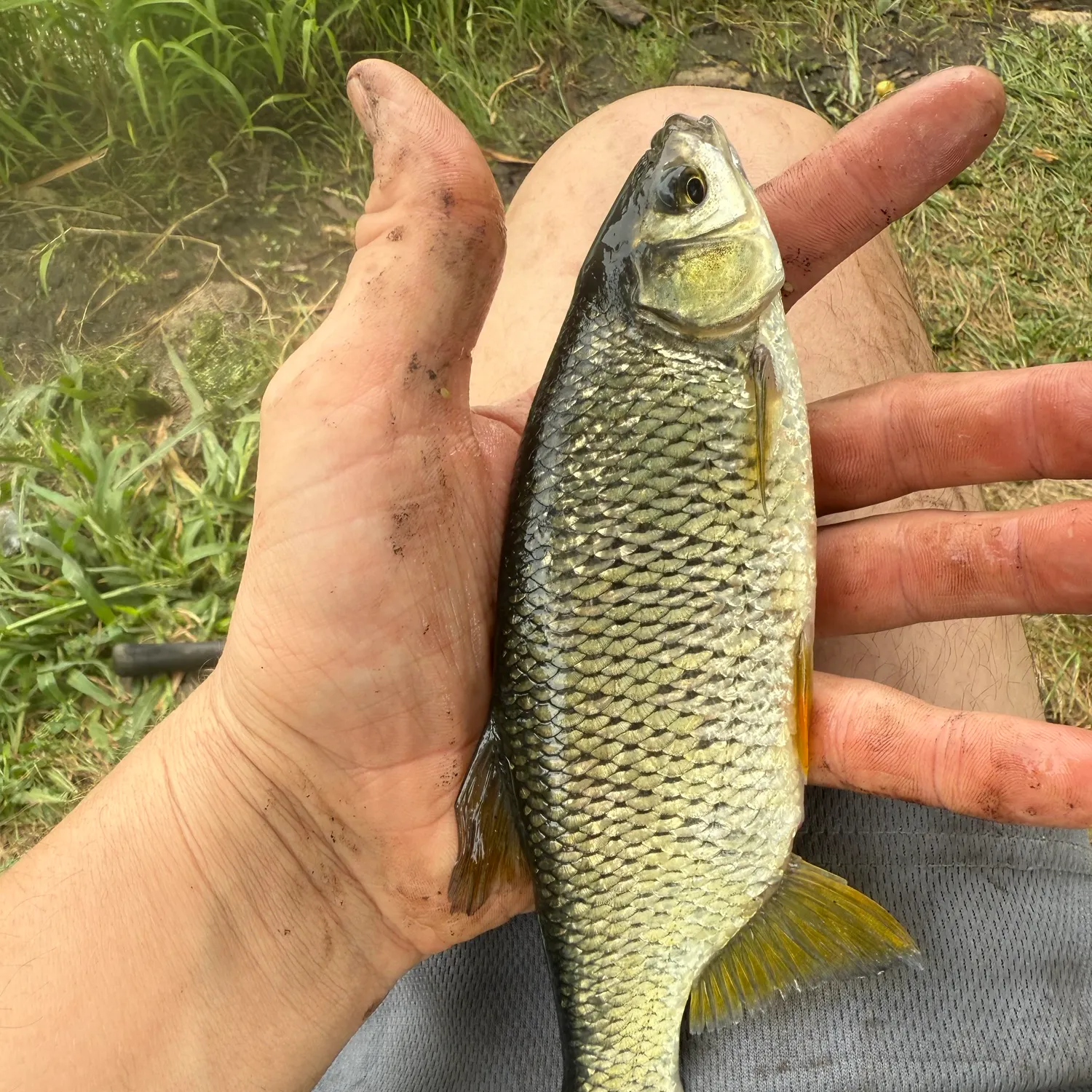 Golden shiner caught on Fishbrain