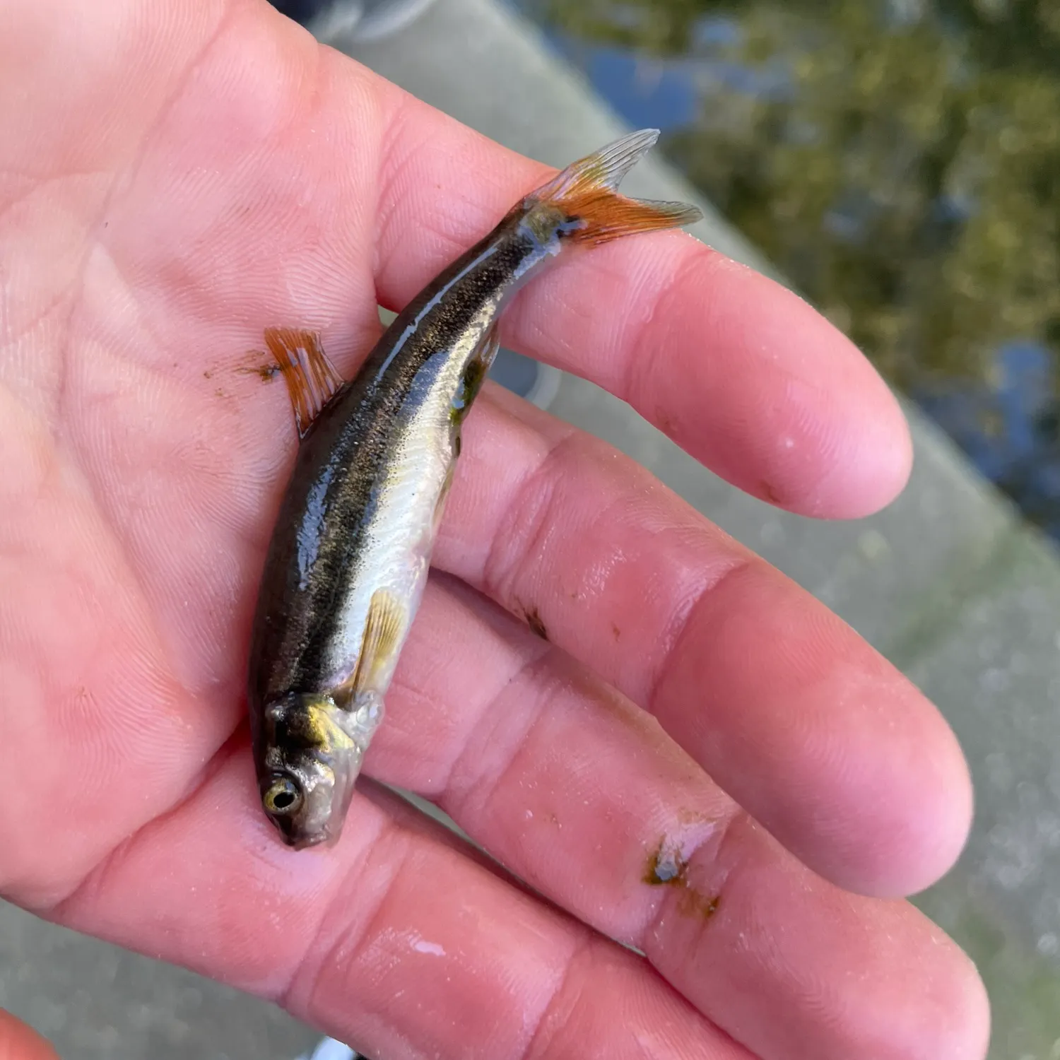 European chub caught on Fishbrain