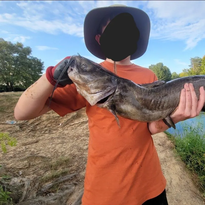 Channel catfish caught on Fishbrain