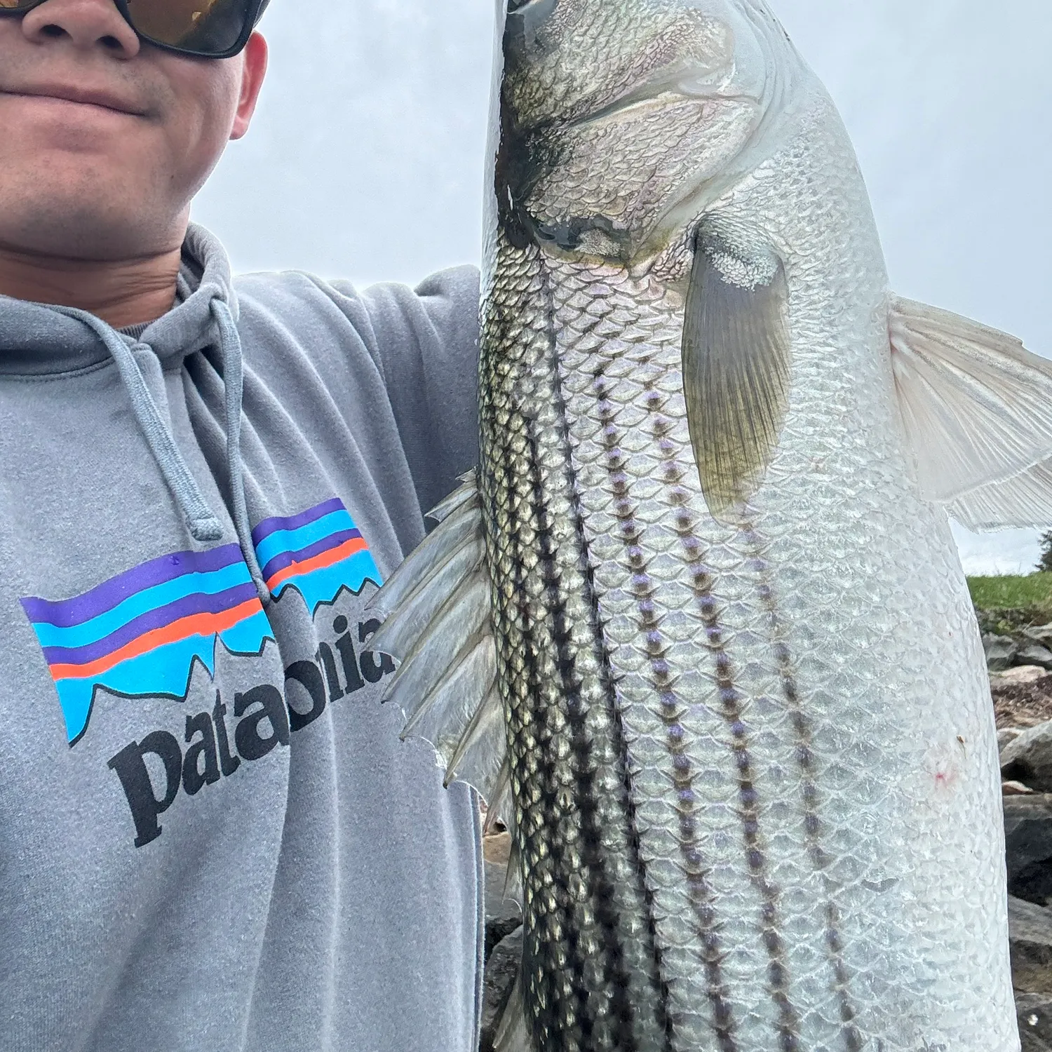 Striped bass caught on Fishbrain
