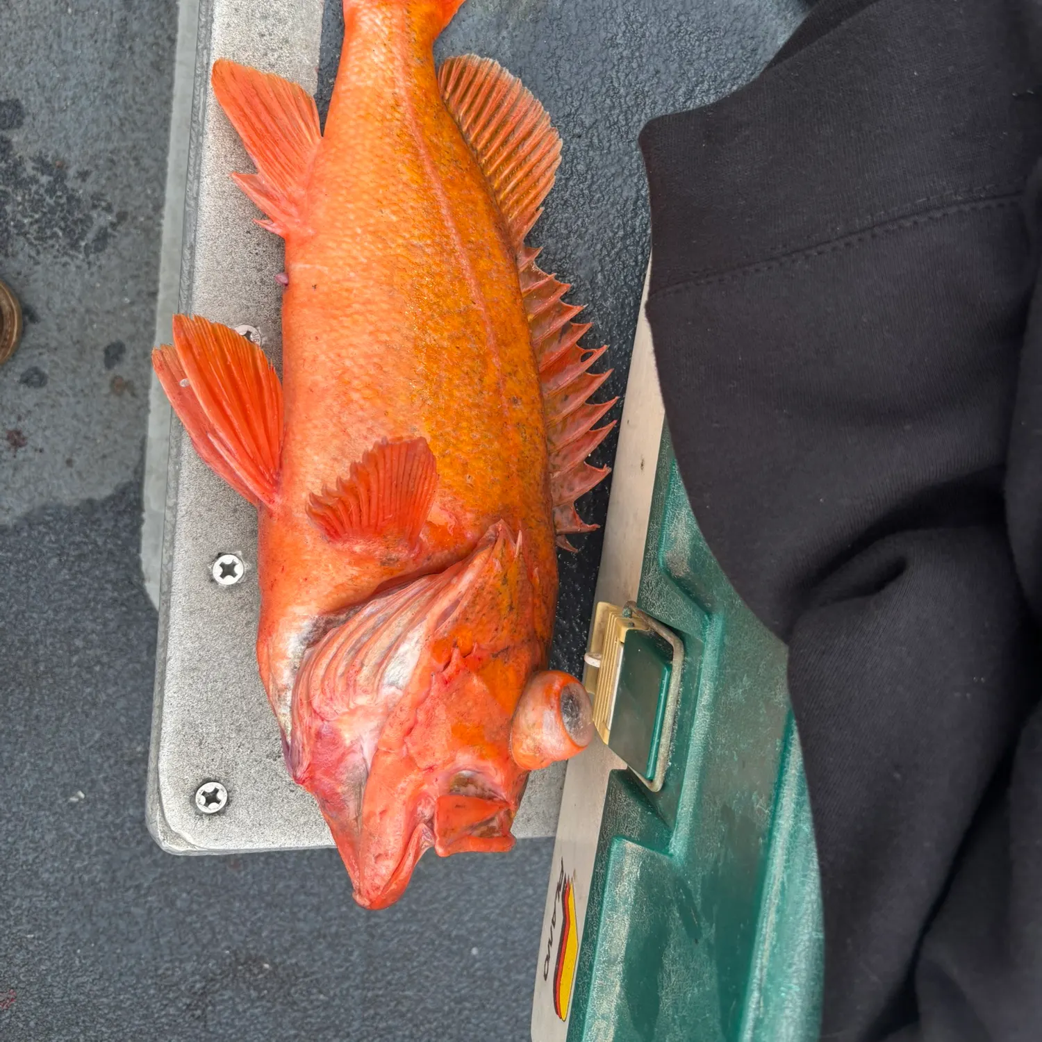 The most recent Vermilion rockfish catches on Fishbrain
