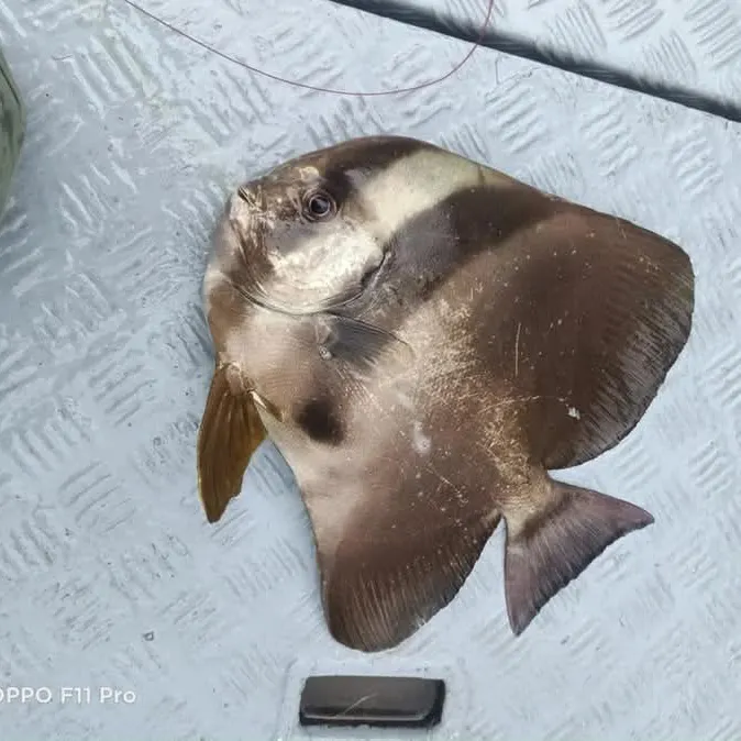 The most popular recent Orbicular batfish catch on Fishbrain