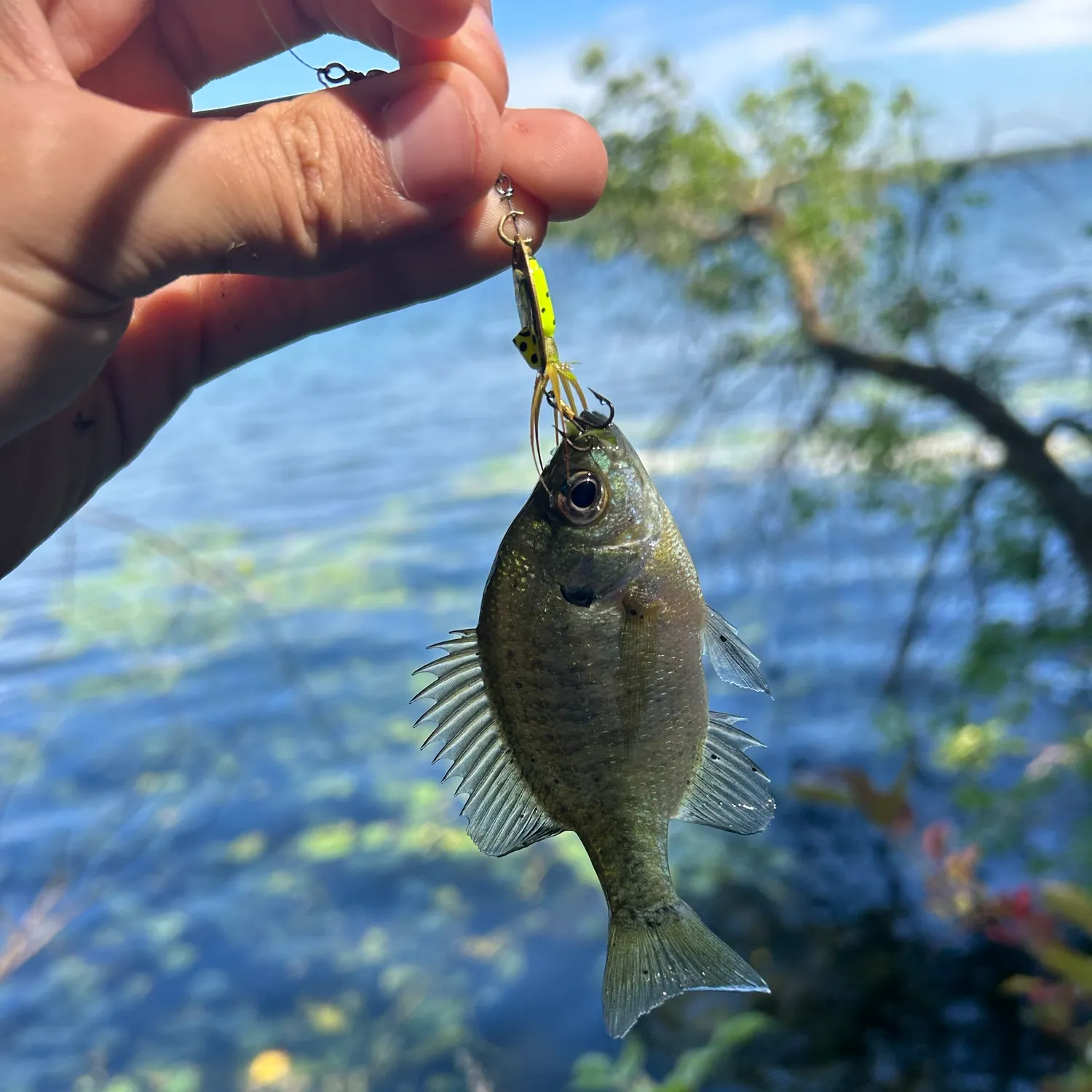 Bluegill caught on Fishbrain