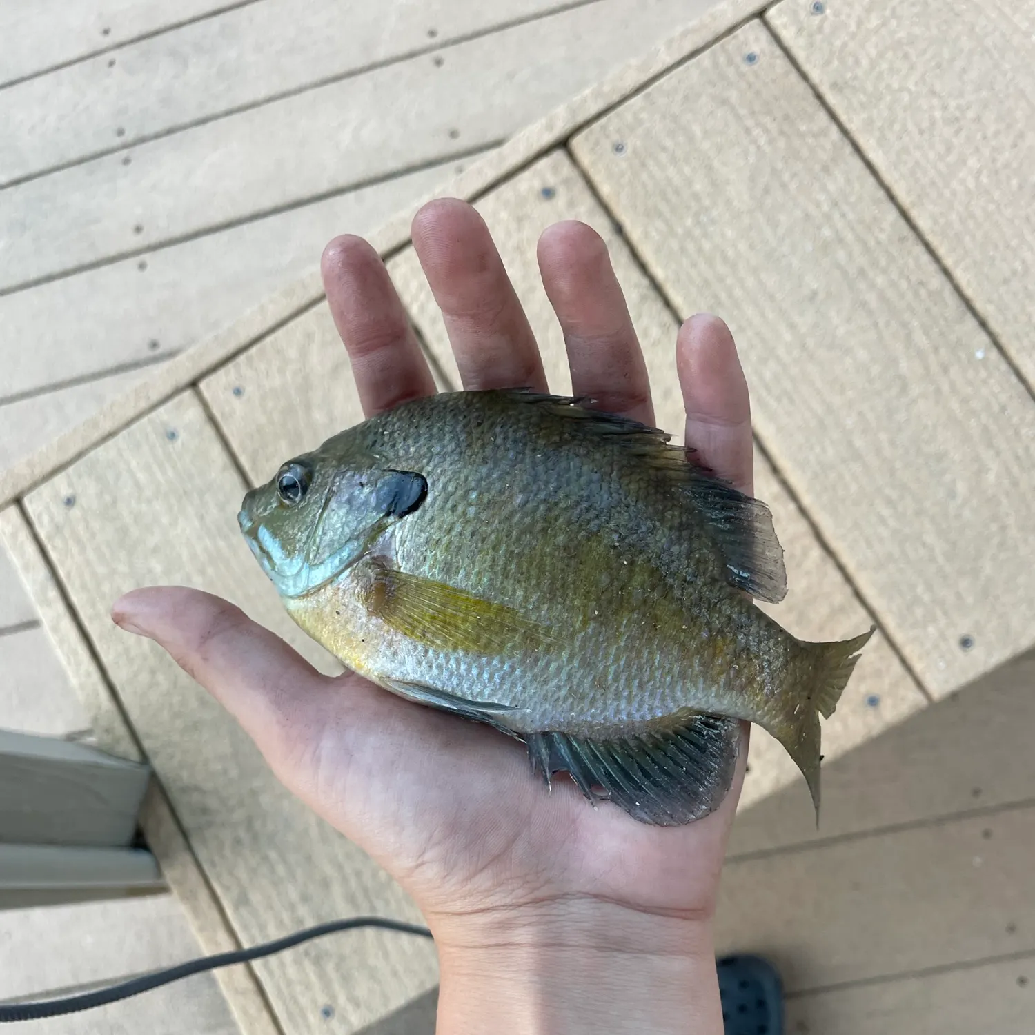 Bluegill caught on Fishbrain