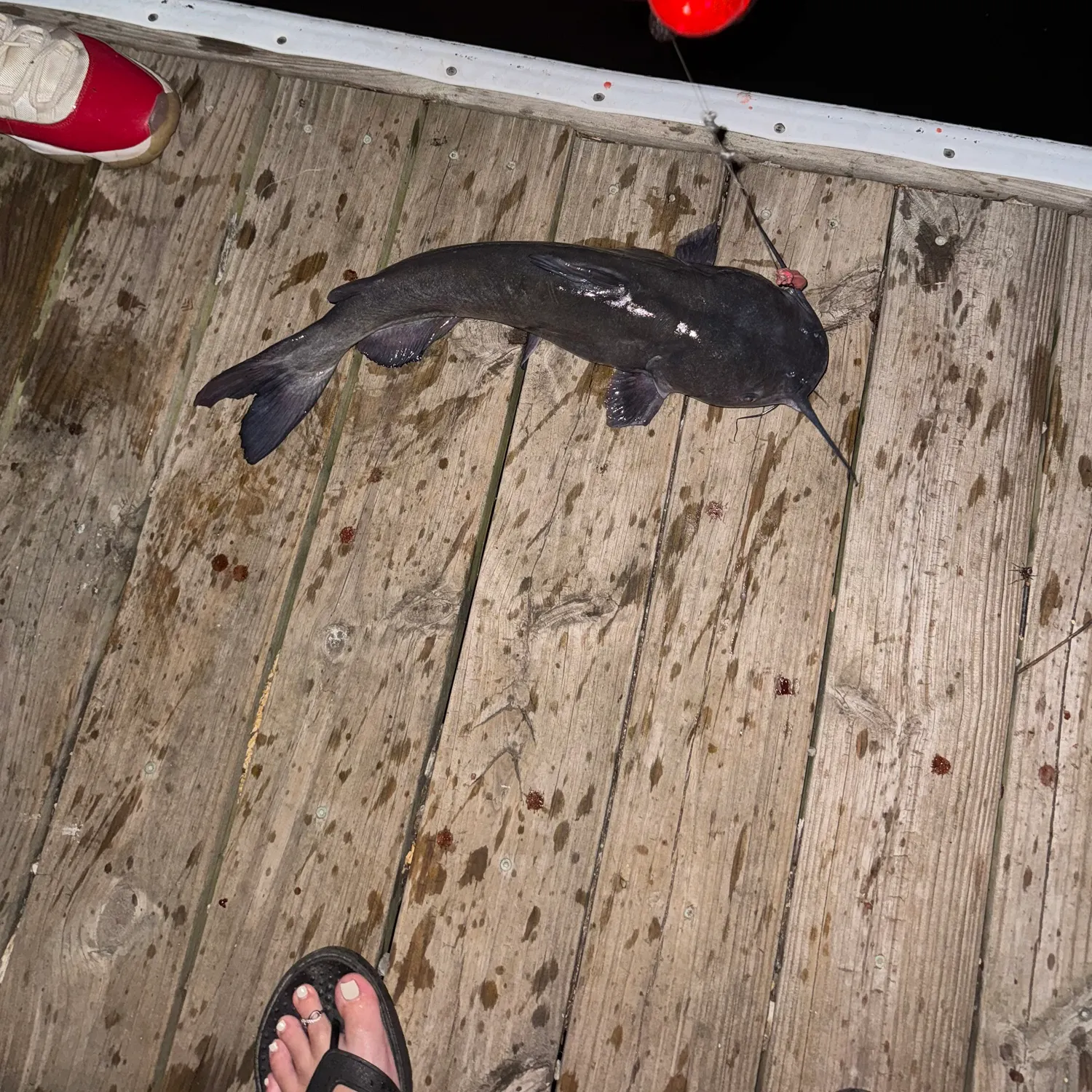 recently logged catches