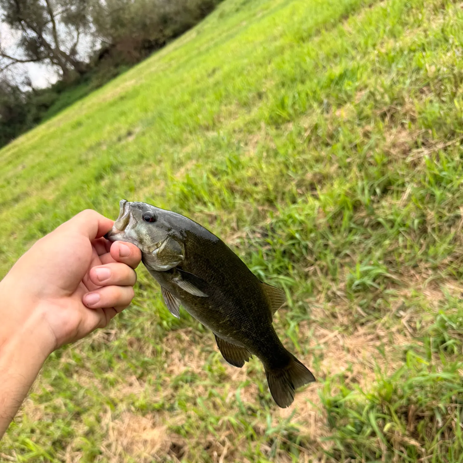 Smallmouth bass caught on Fishbrain