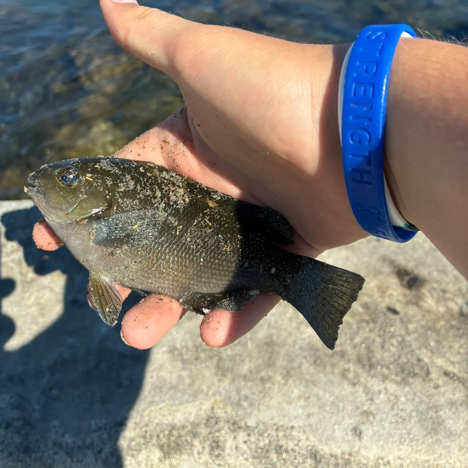The most recent Opaleye catches on Fishbrain