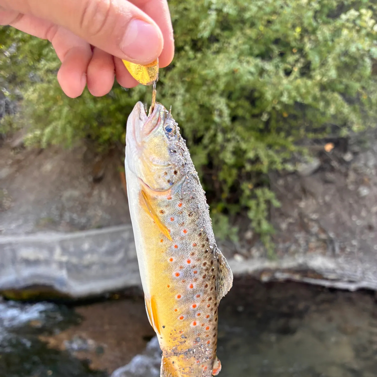Brown trout caught on Fishbrain