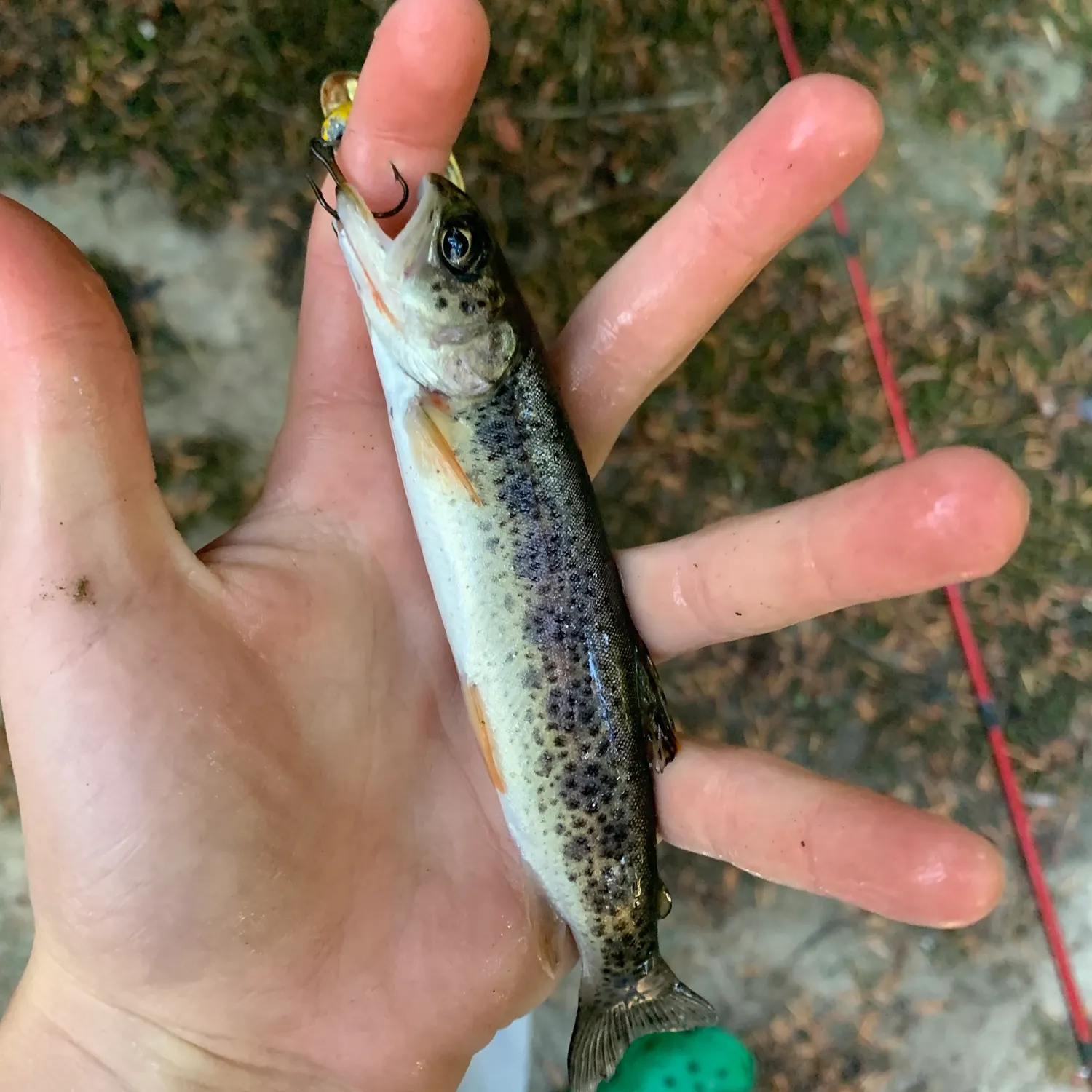 Coastal cutthroat trout caught on Fishbrain