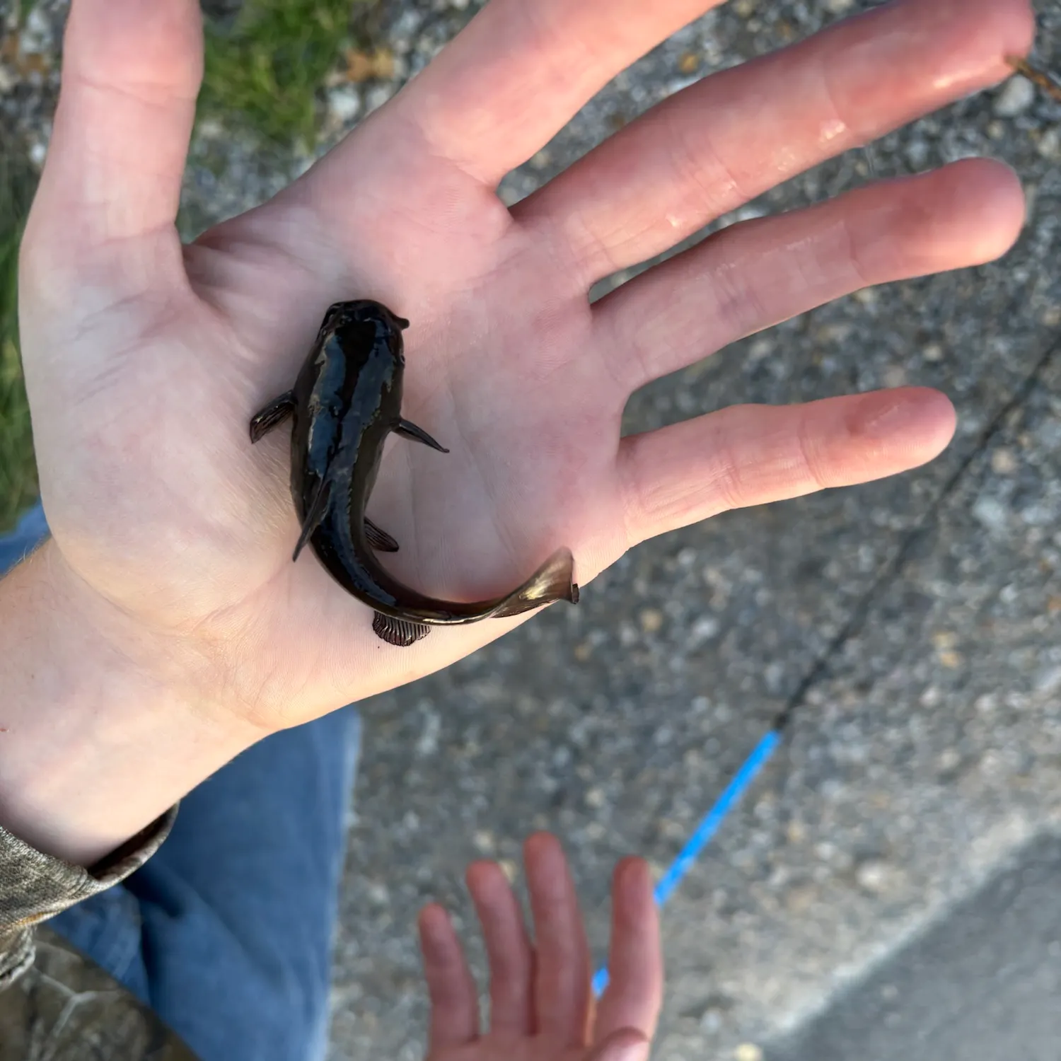 The most recent Black bullhead catches on Fishbrain