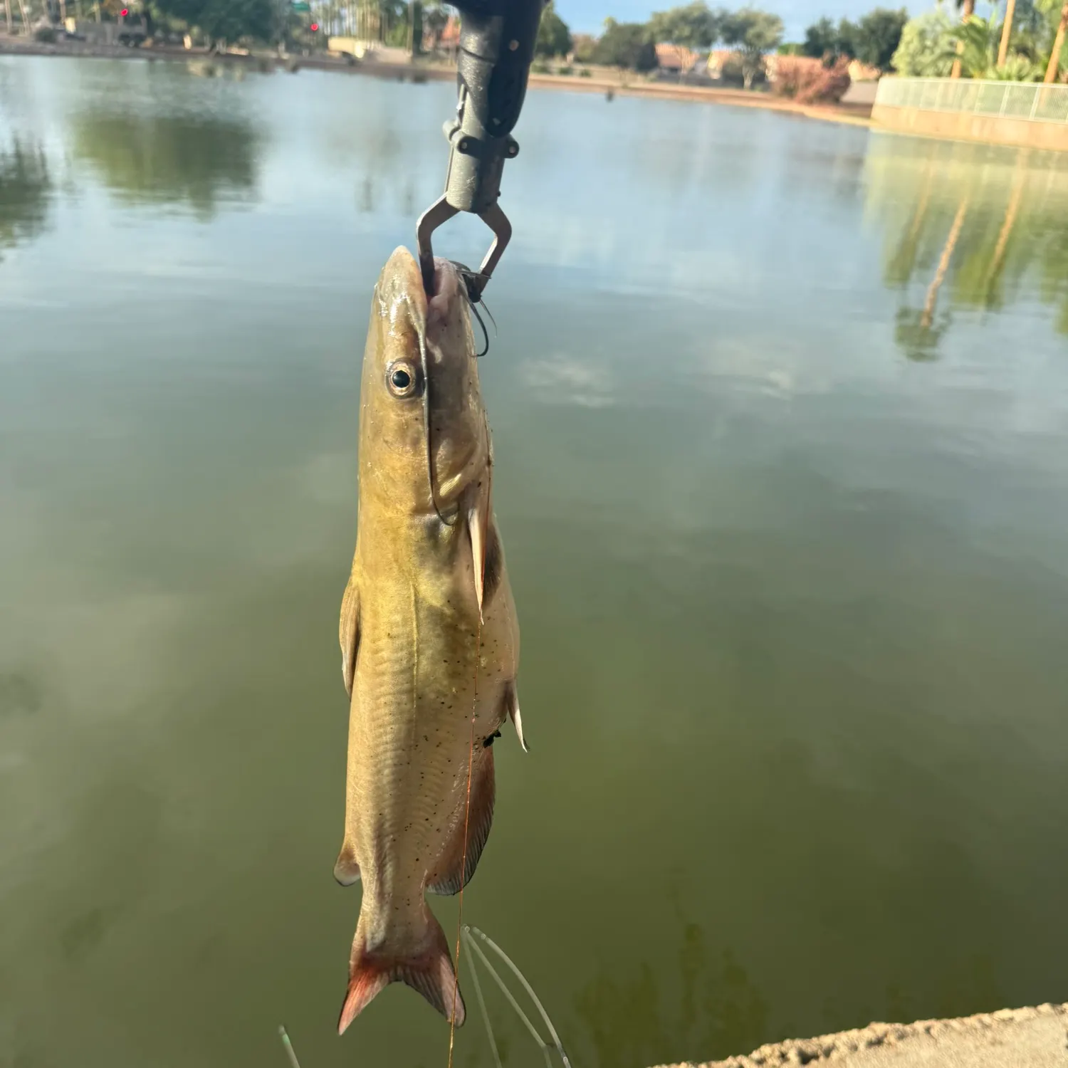 catch