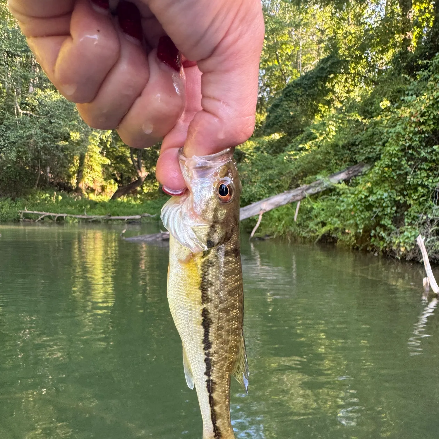 The most recent Alabama bass catches on Fishbrain