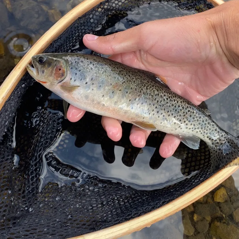 Cutthroat trout caught on Fishbrain