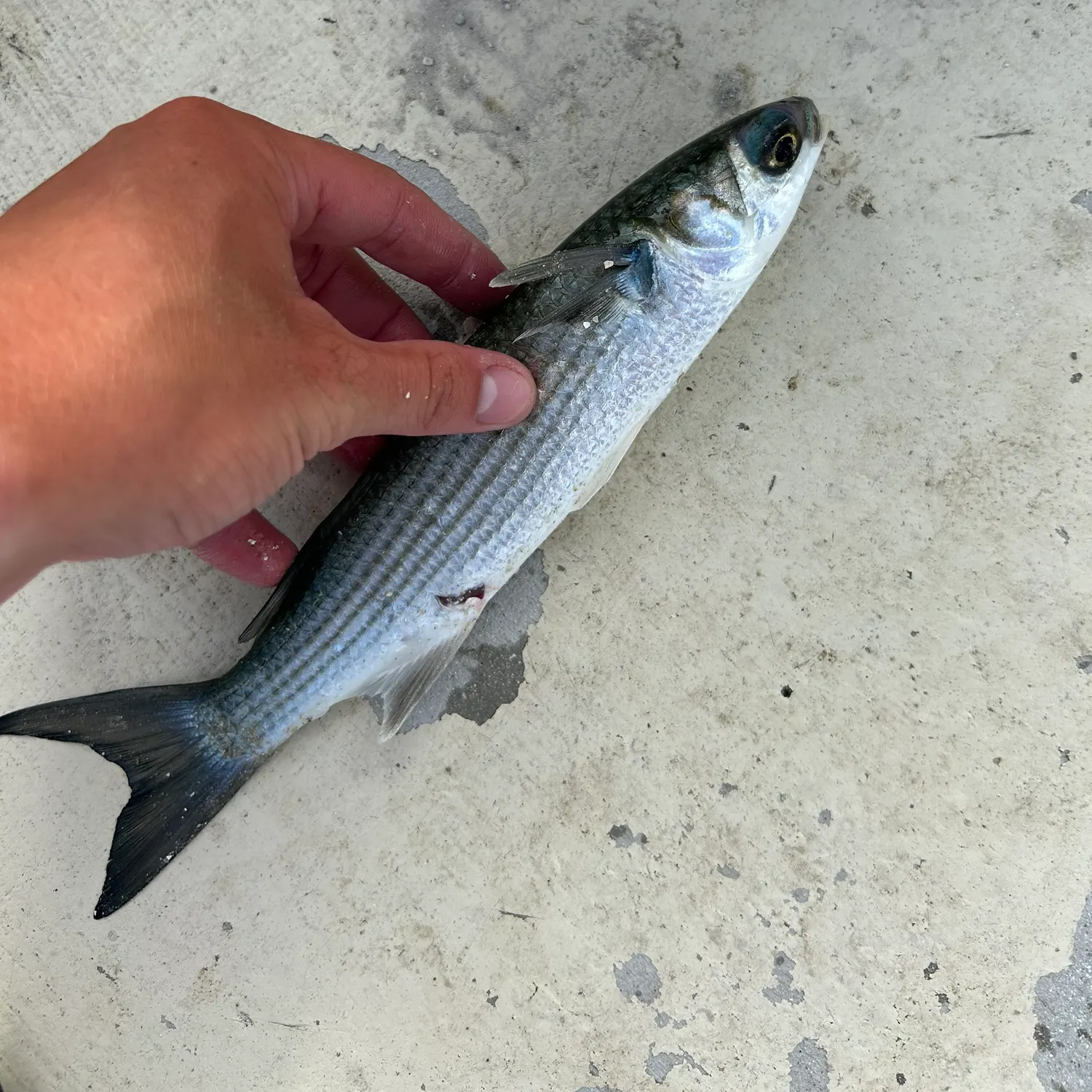 The most recent Striped mullet catches on Fishbrain