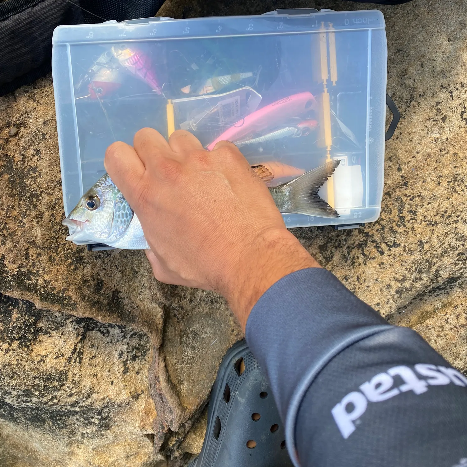 The most recent Surf bream catches on Fishbrain