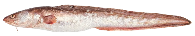 Pink cusk-eel