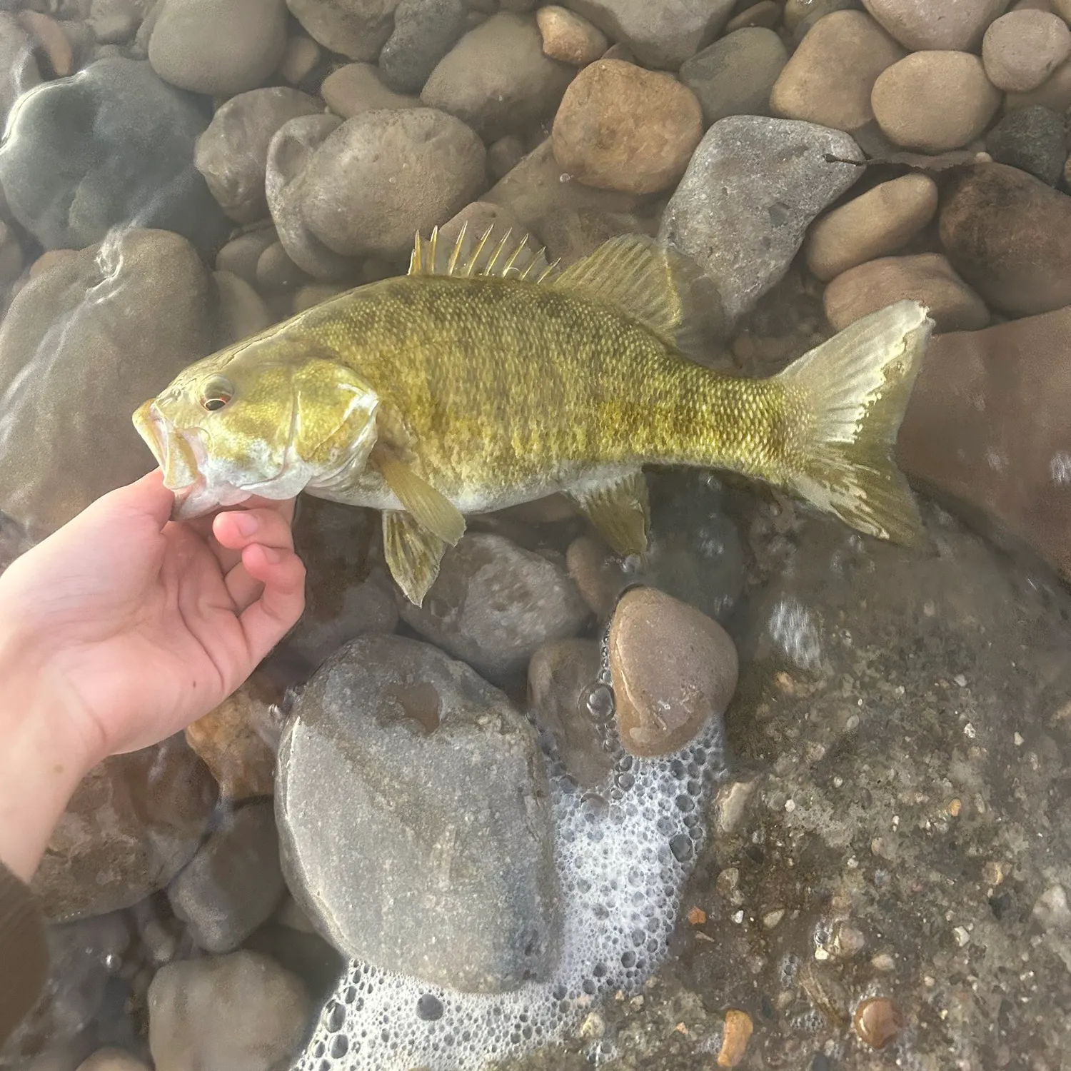 Smallmouth bass caught on Fishbrain