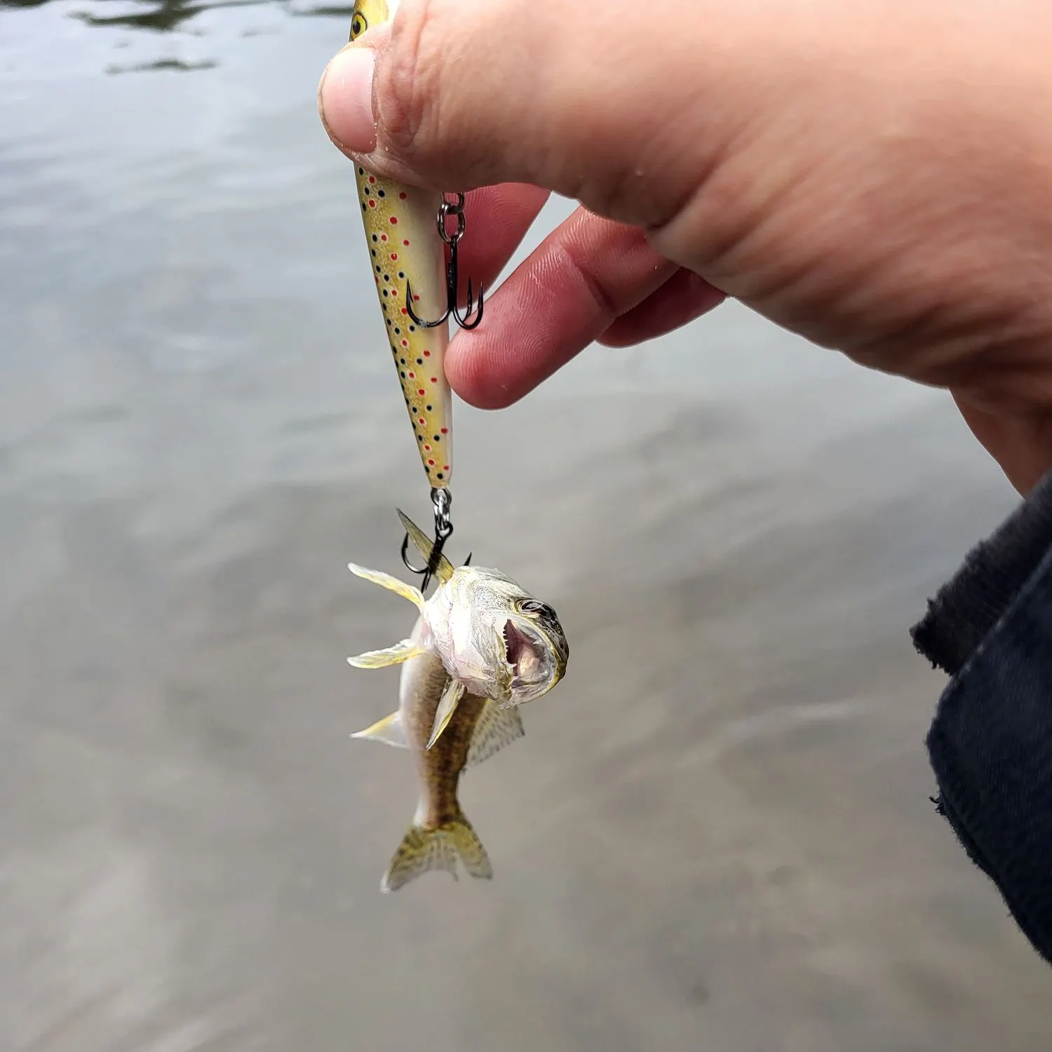 Walleye caught on Fishbrain