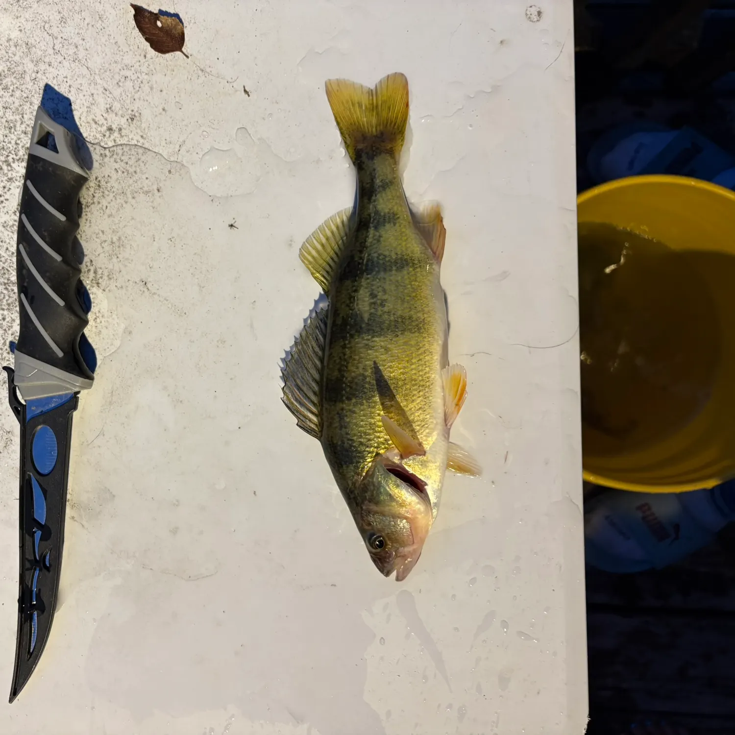 Yellow perch caught on Fishbrain