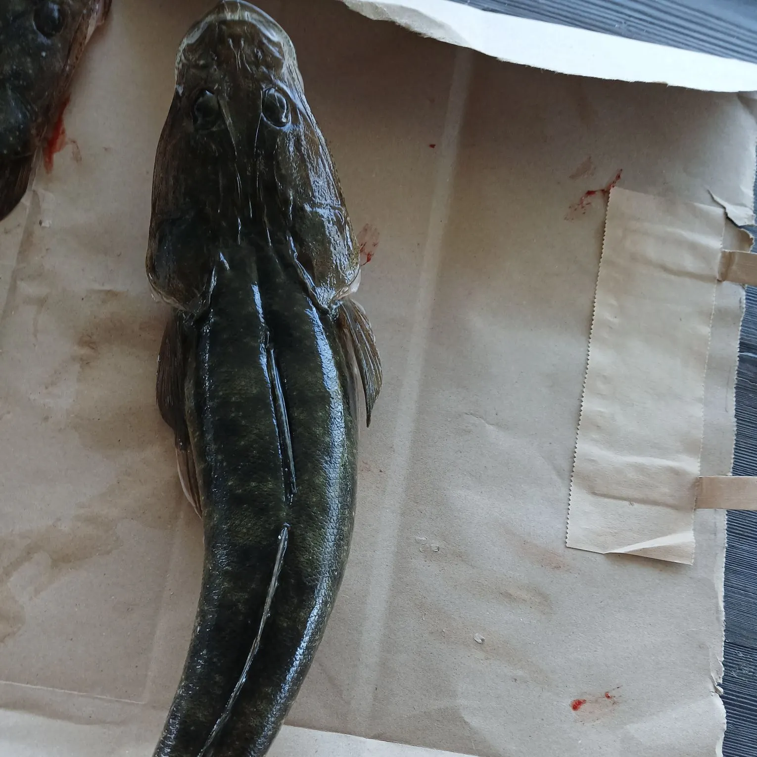Dusky flathead caught on Fishbrain