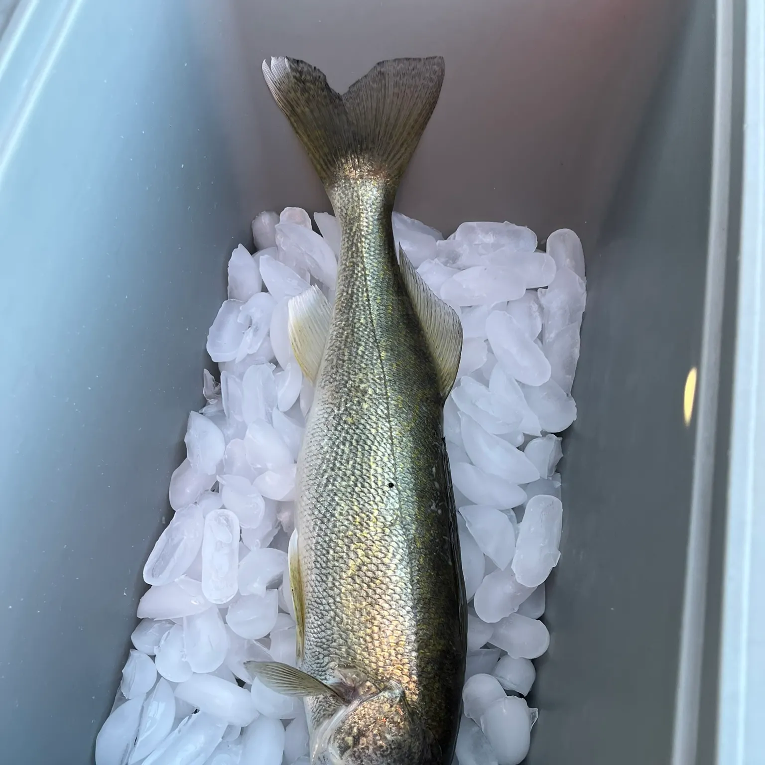 The most recent Walleye catches on Fishbrain