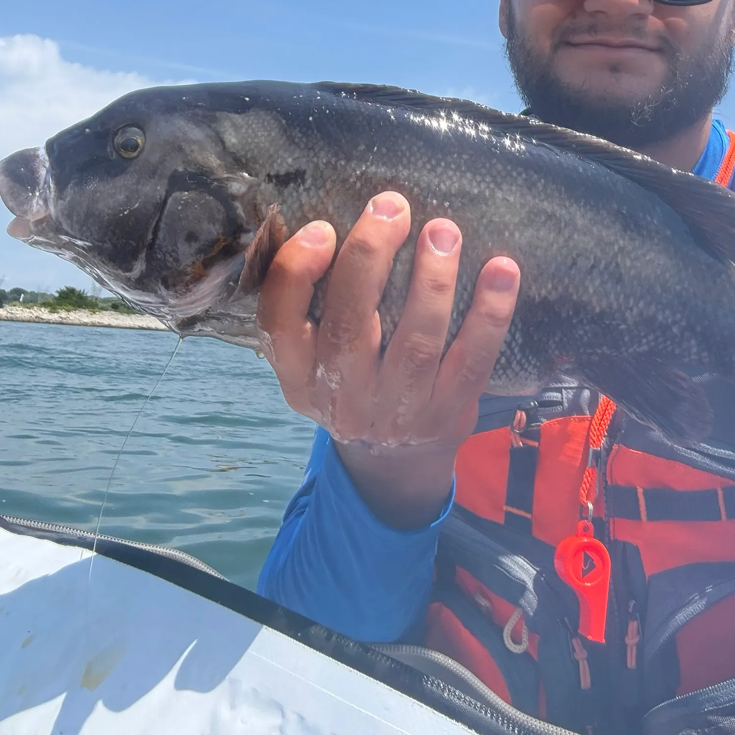 The most recent Tautog catches on Fishbrain