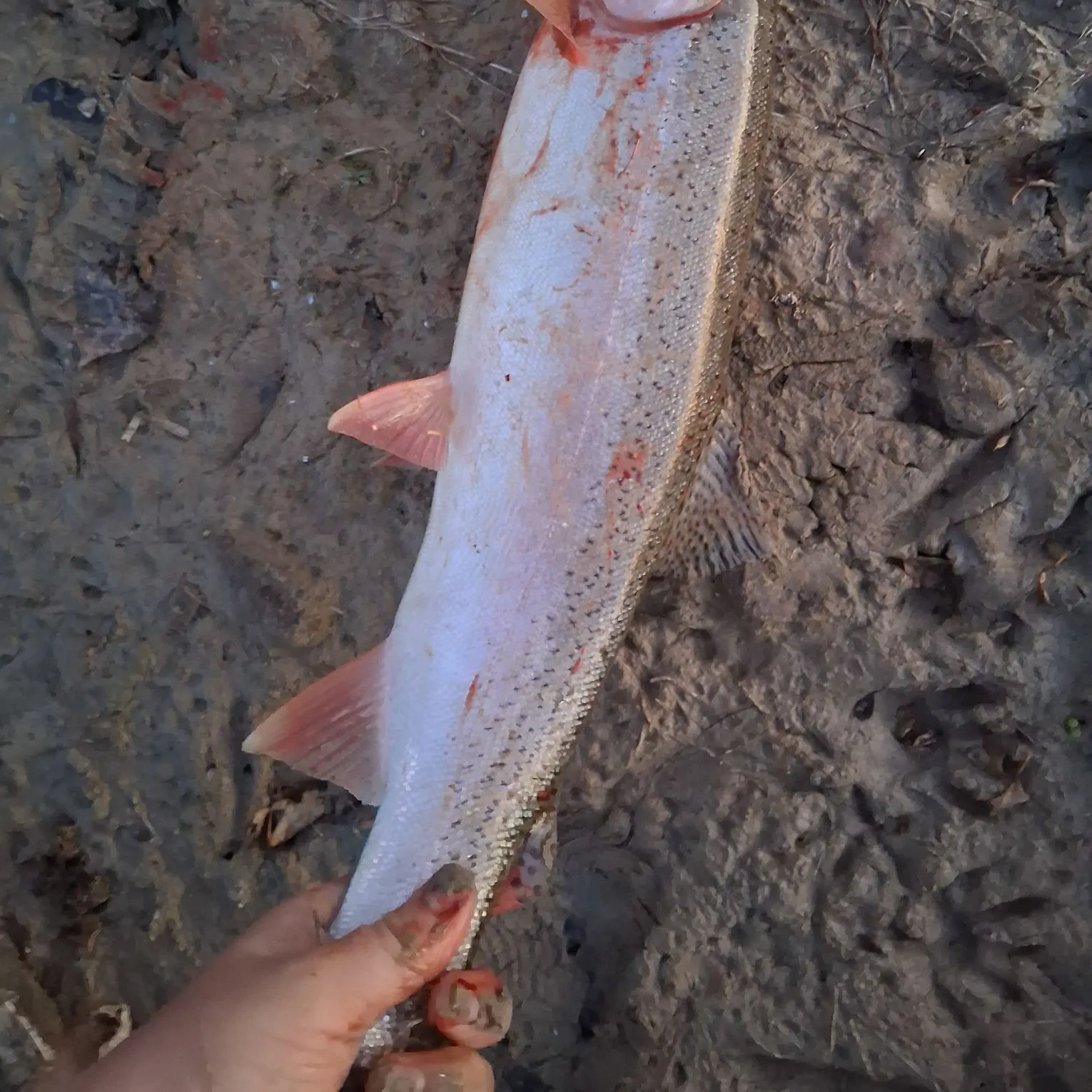 Rainbow trout caught on Fishbrain