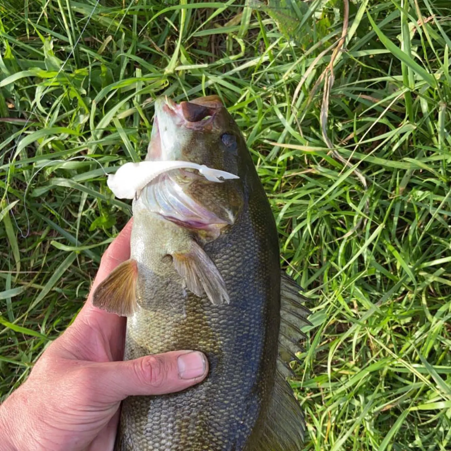 angler catch