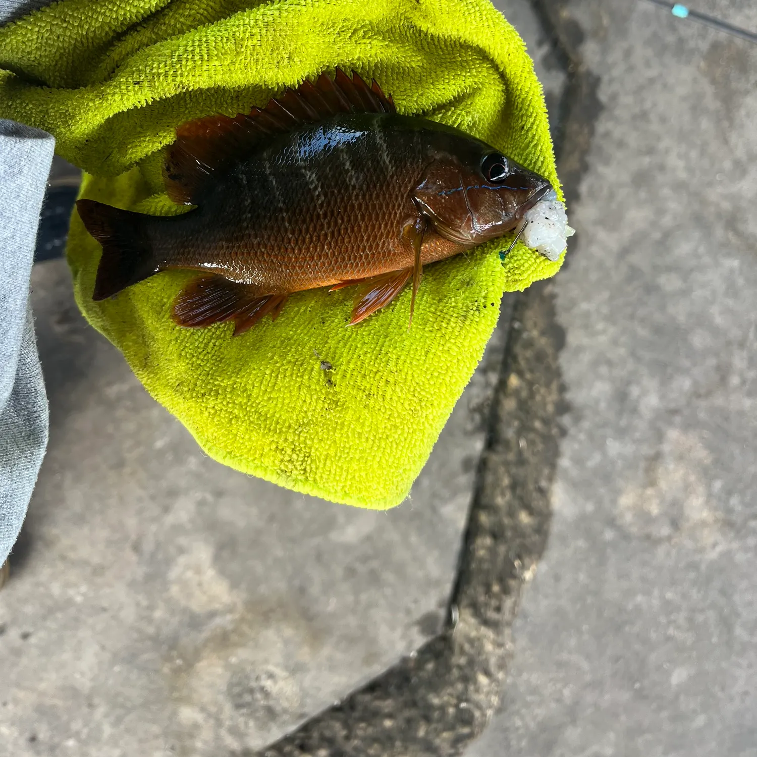 The most recent Mangrove red snapper catches on Fishbrain