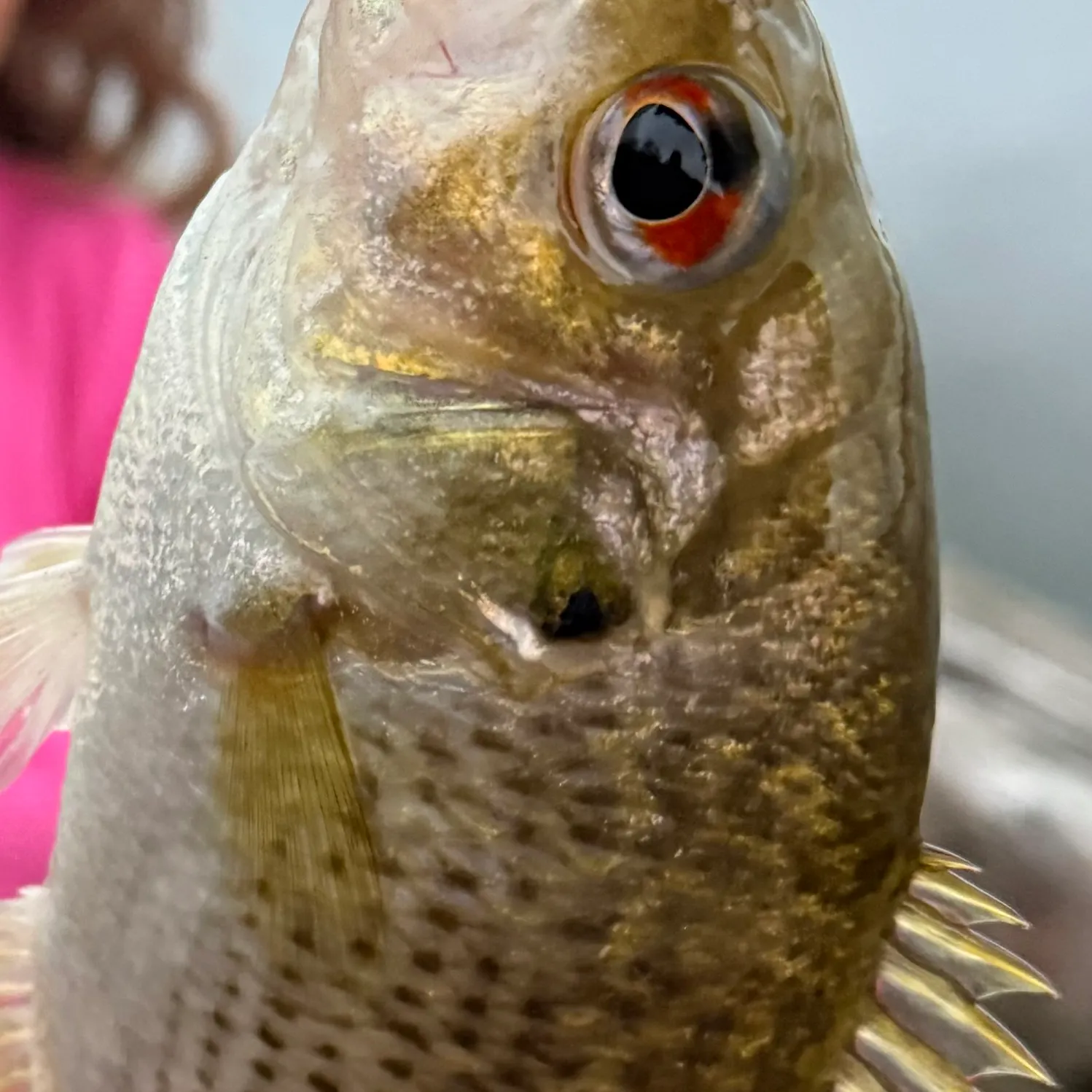 Rock bass caught on Fishbrain