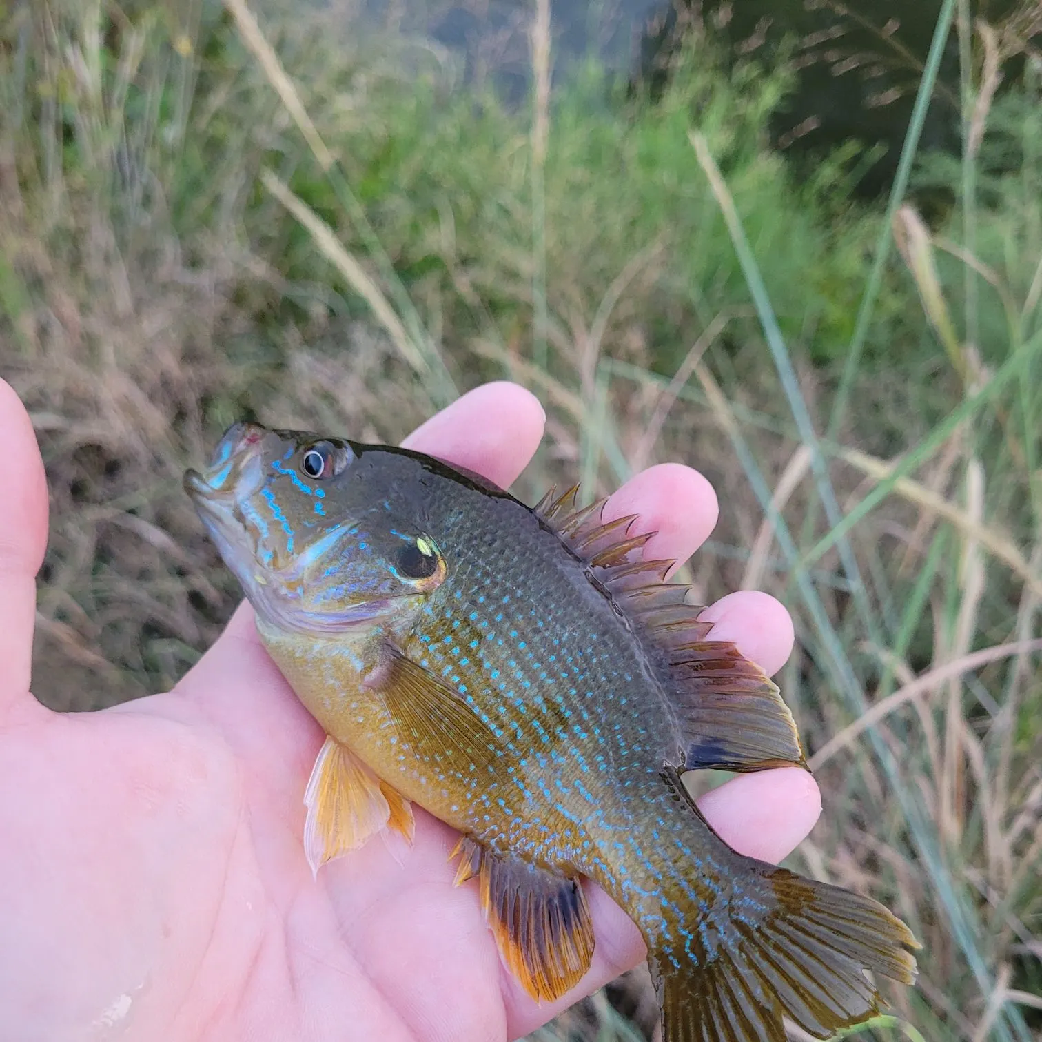 Green sunfish caught on Fishbrain