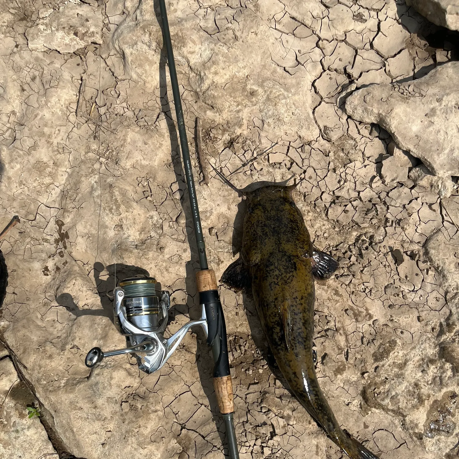 Flathead catfish caught on Fishbrain