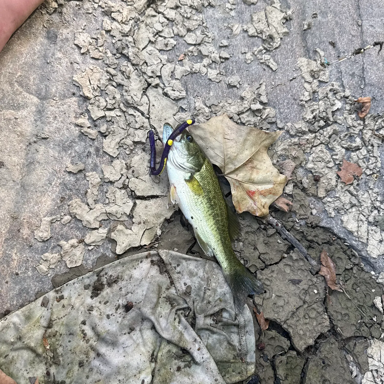 Fish caught on Fishbrain