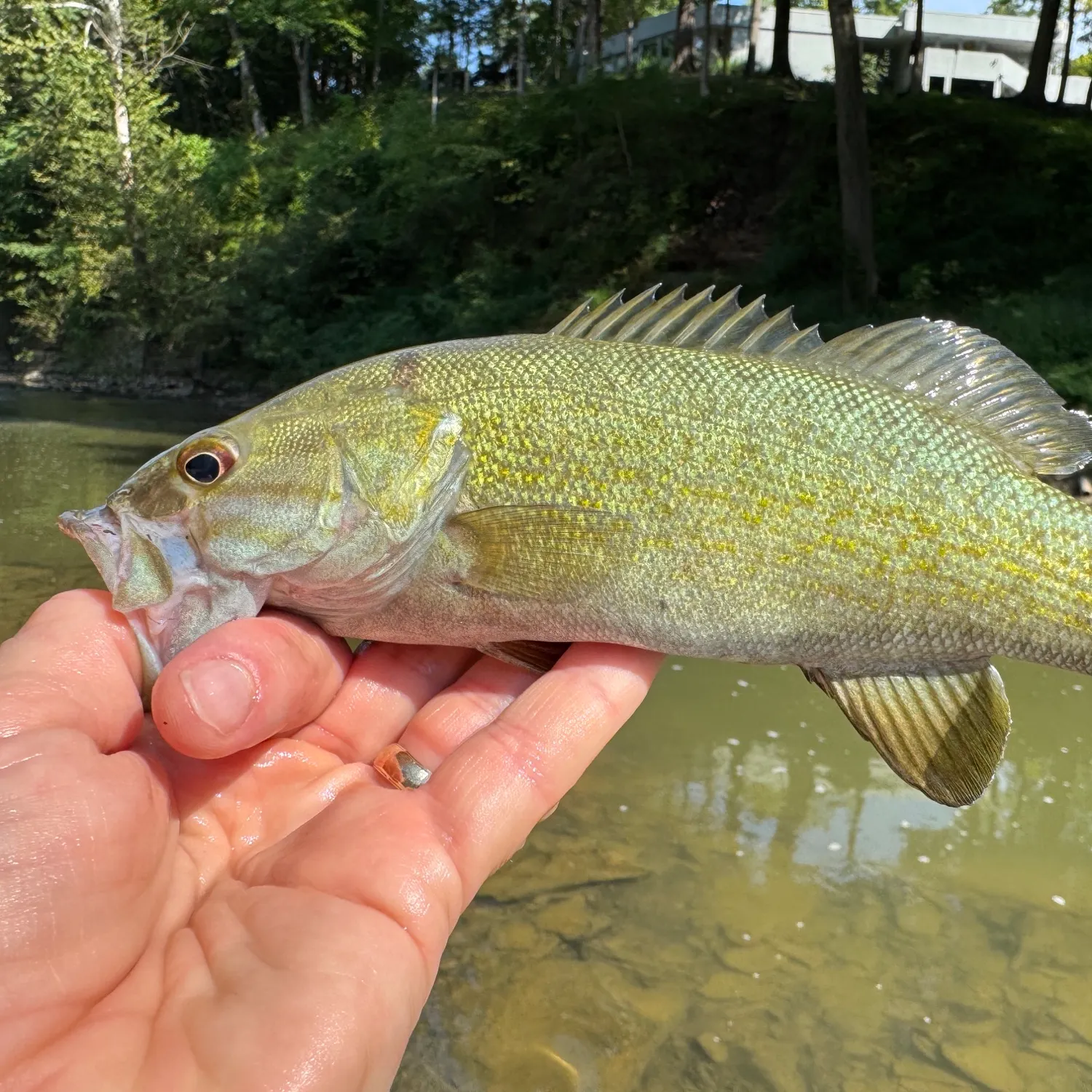 Smallmouth bass caught on Fishbrain