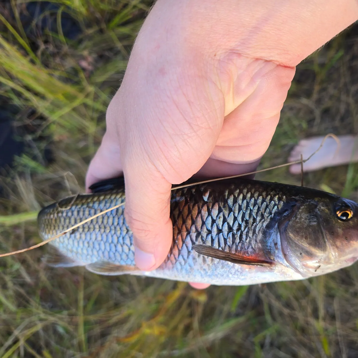 Fallfish caught on Fishbrain
