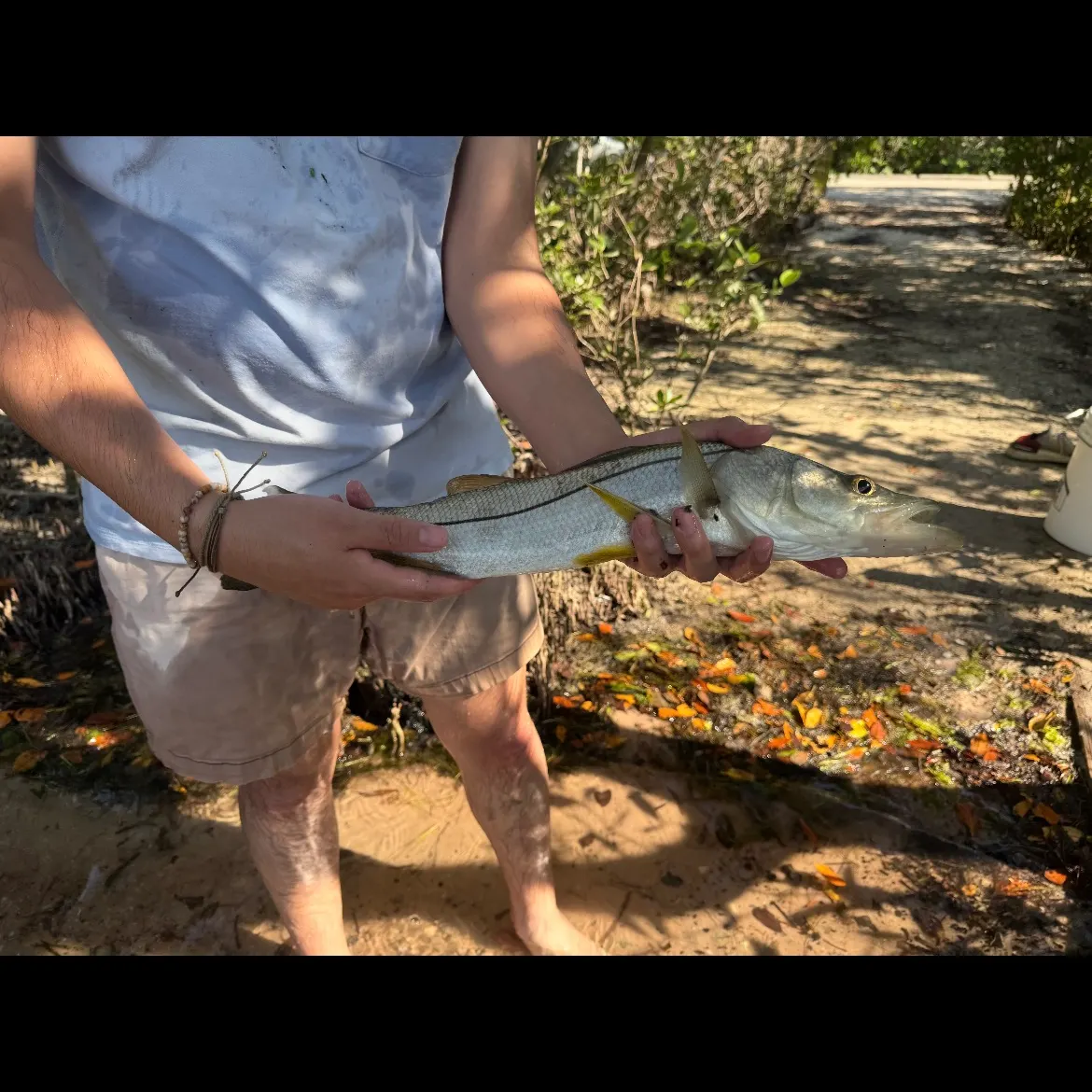 The most recent Common snook catches on Fishbrain