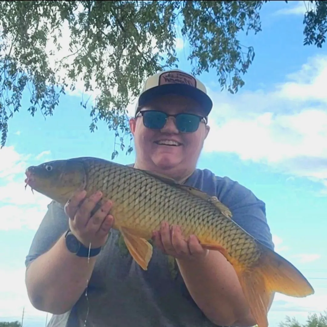 Common carp caught on Fishbrain