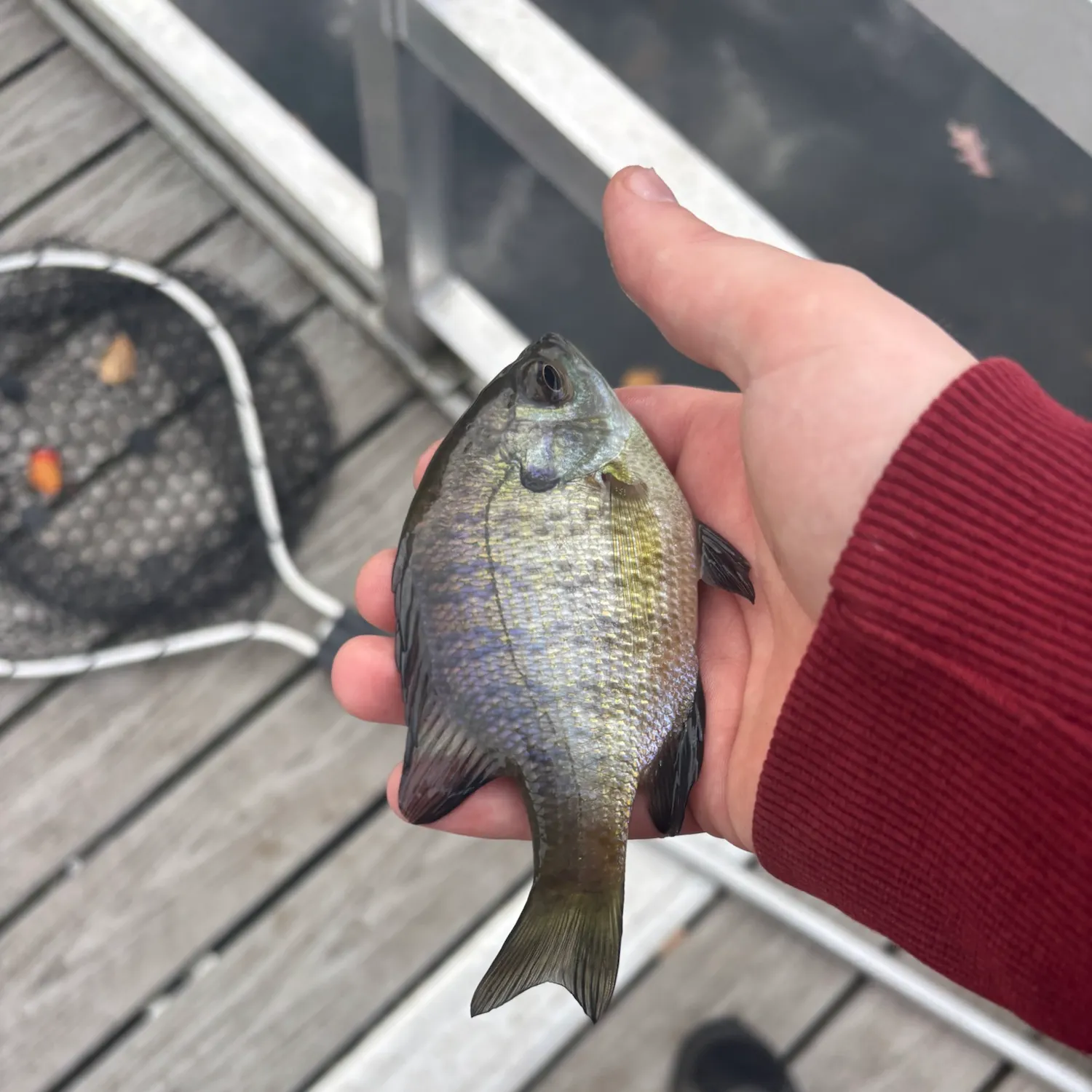 Bluegill caught on Fishbrain