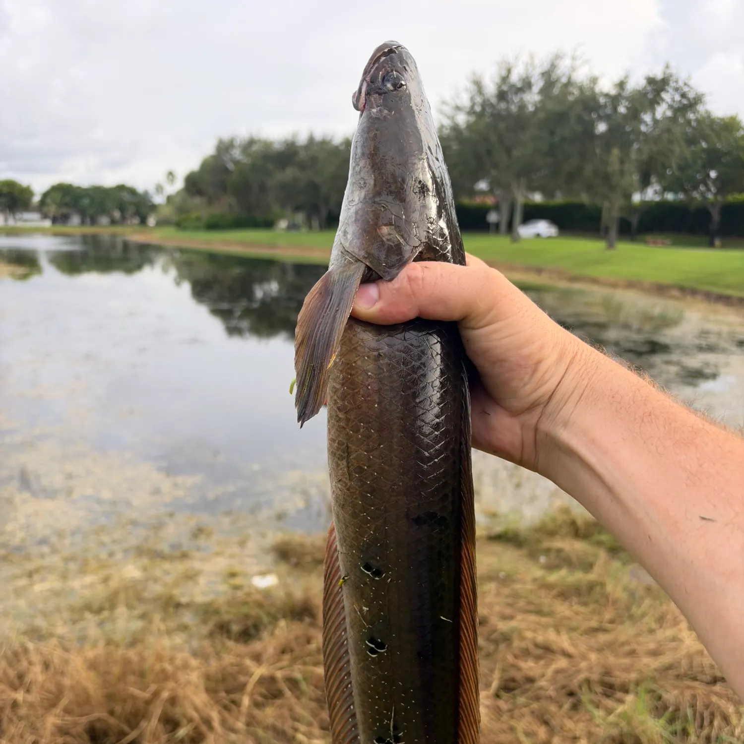The most recent Goldline snakehead catches on Fishbrain