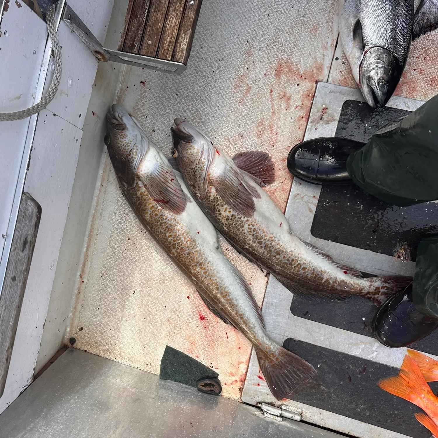 Lingcod caught on Fishbrain